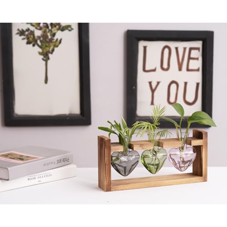 3-Heart Plant Terrarium Kit -  - Propagation Station Vase review and price
