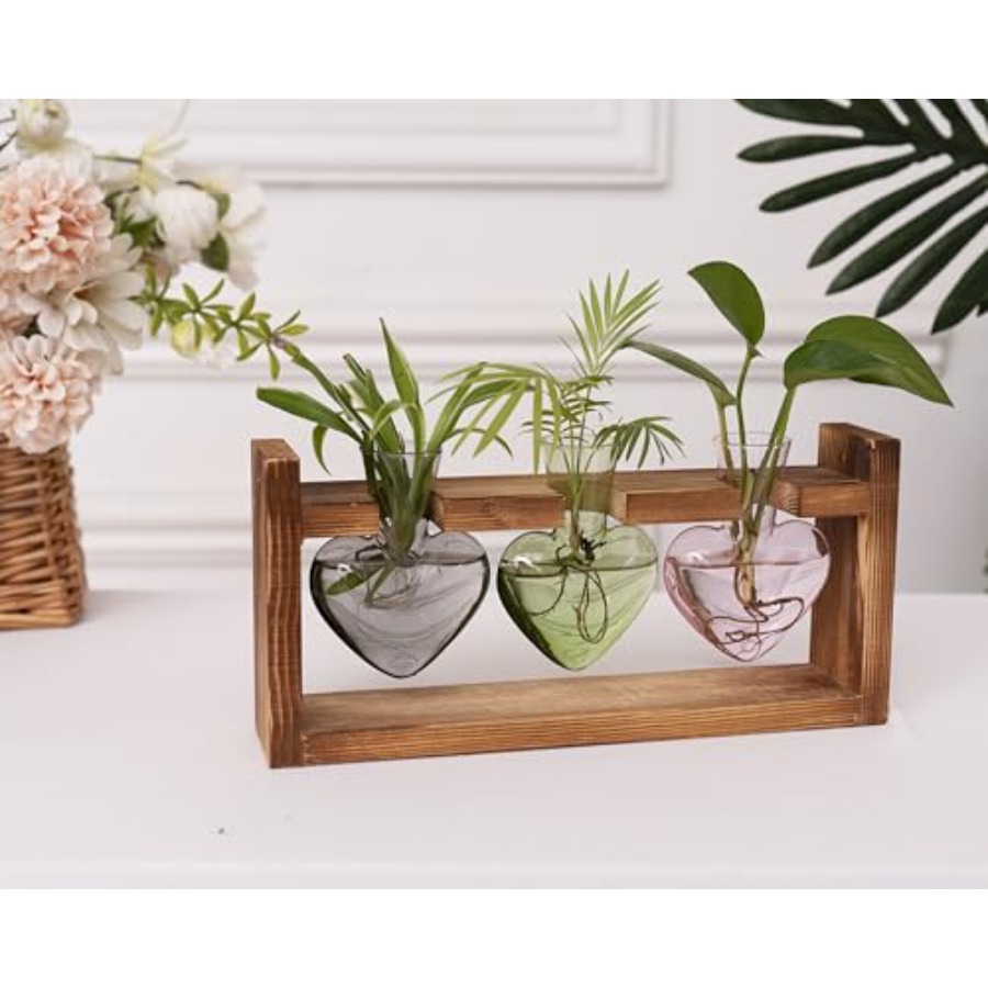 3-Heart Plant Terrarium Kit -  - Propagation Station Vase review and price