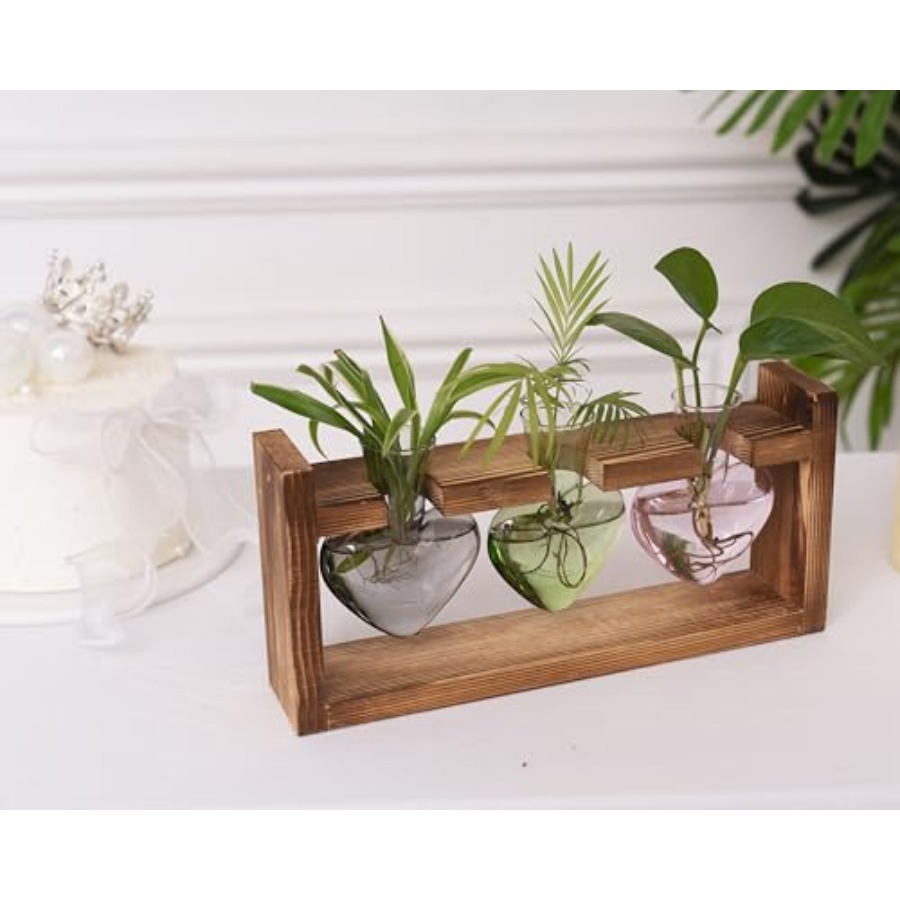 3-Heart Plant Terrarium Kit -  - Propagation Station Vase review and price